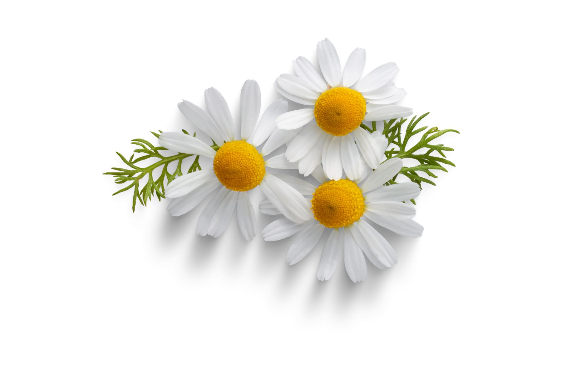 Image of the Chamomile flower