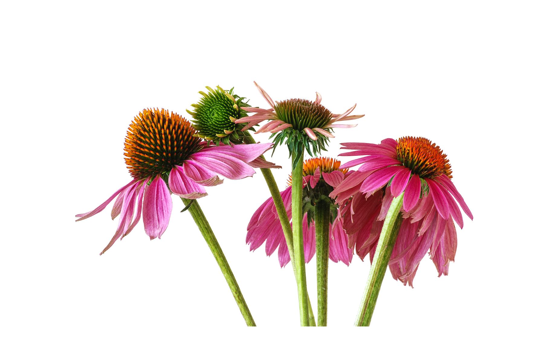 Image of the Enchinacea flower