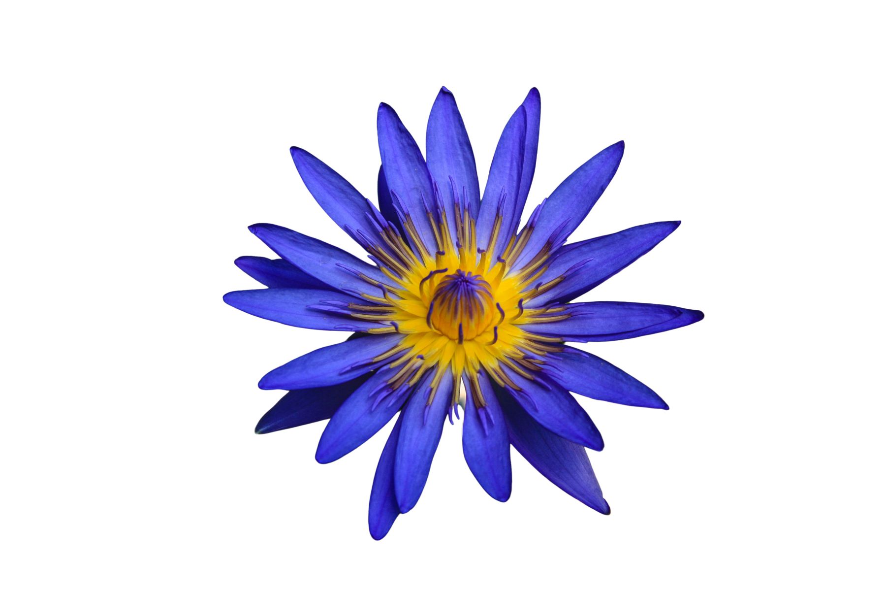 Image of a Blue Lotus Flower